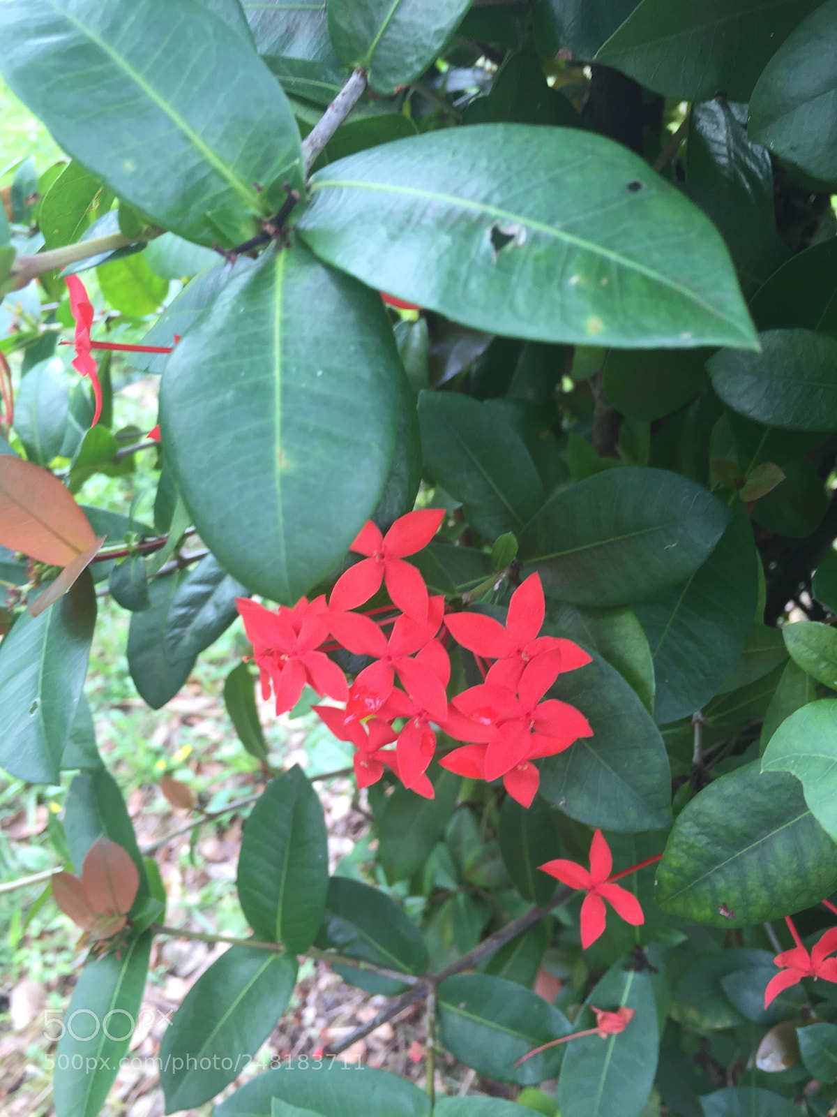 Apple iPhone 6 sample photo. Labelle8 photography