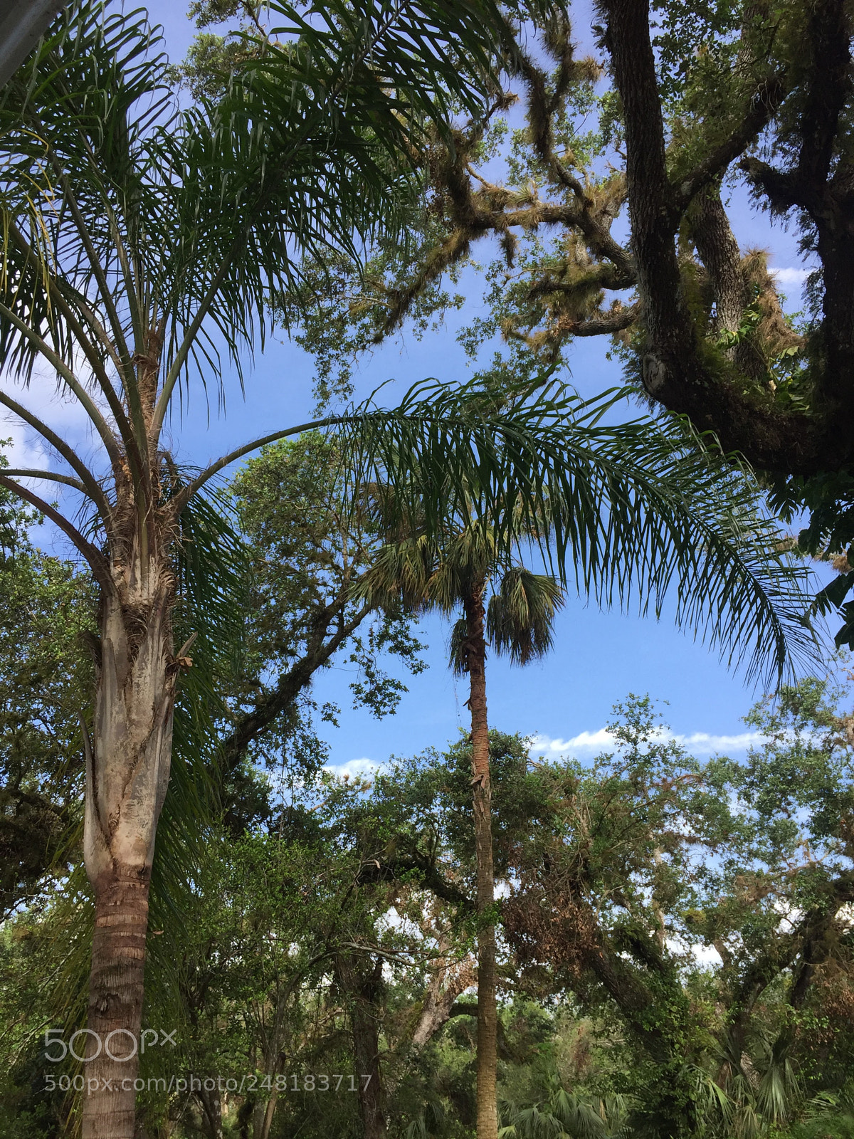Apple iPhone 6 sample photo. Labelle10 photography