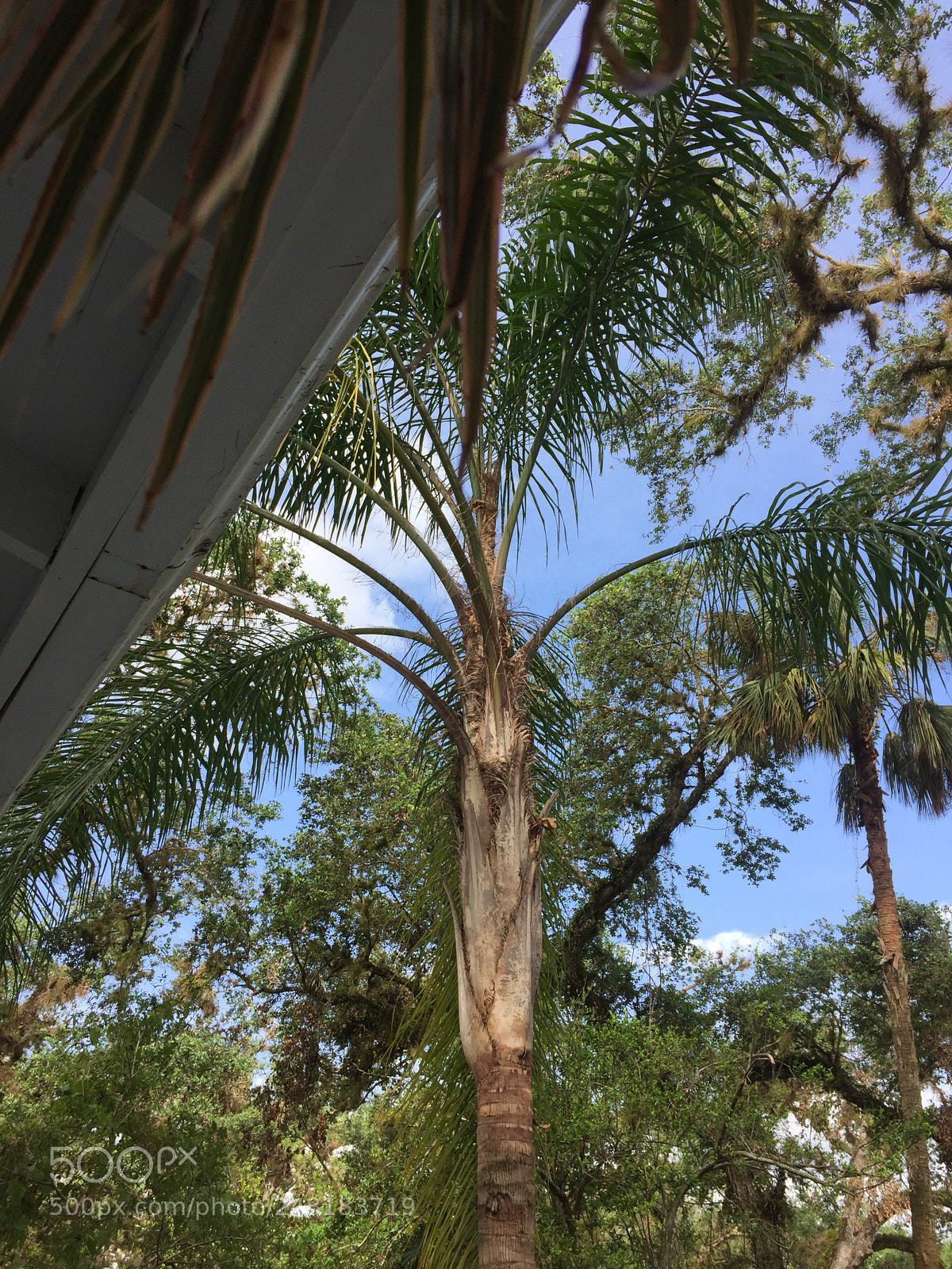 Apple iPhone 6 sample photo. Labelle9 photography