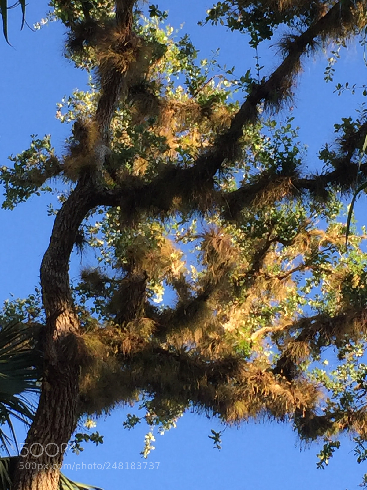 Apple iPhone 6 sample photo. Spanishmoss2 photography