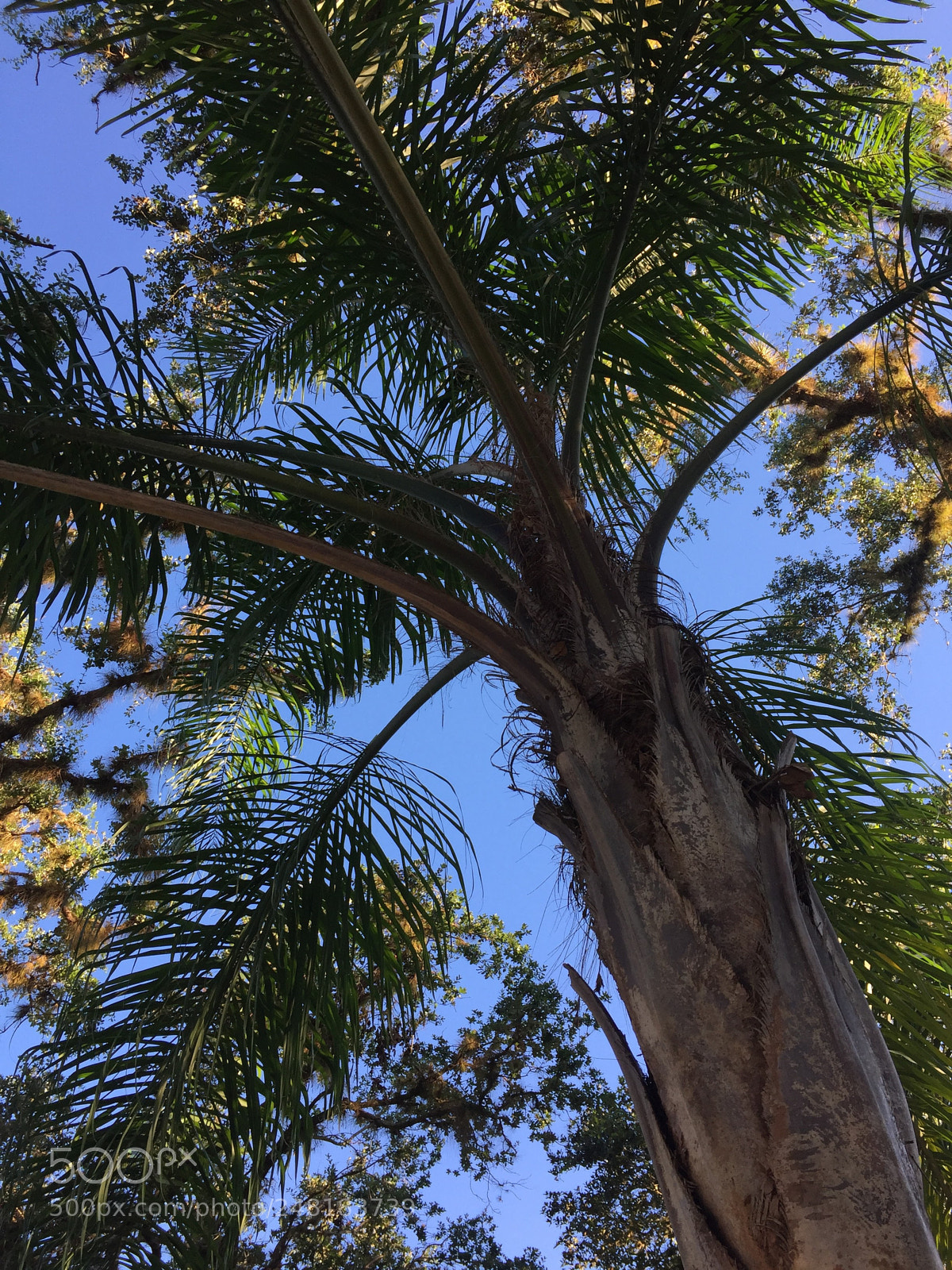 Apple iPhone 6 sample photo. Palm1 photography
