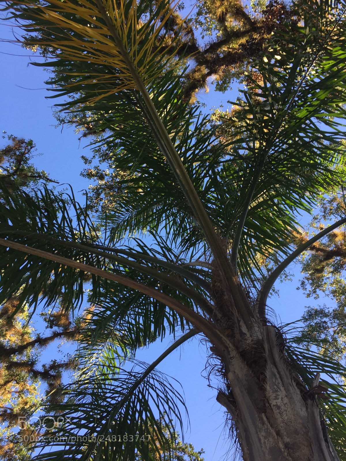 Apple iPhone 6 sample photo. Palm2 photography