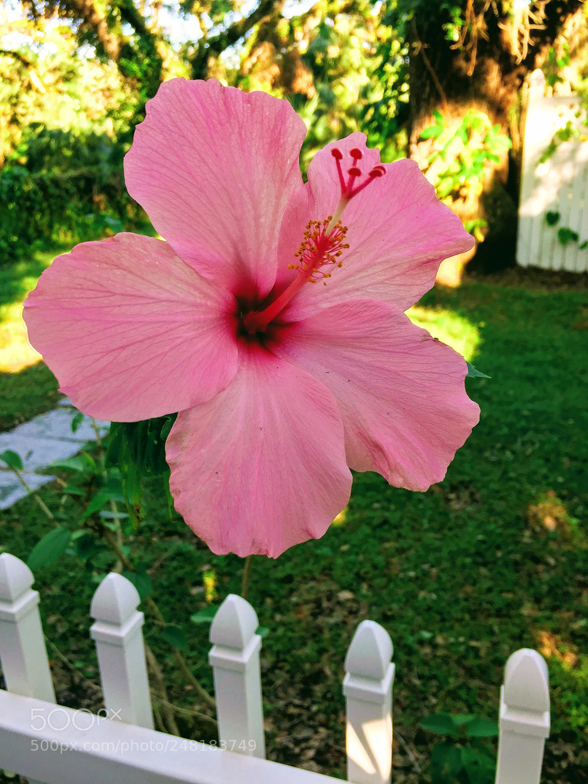 Apple iPhone 6 sample photo. Flower2 photography