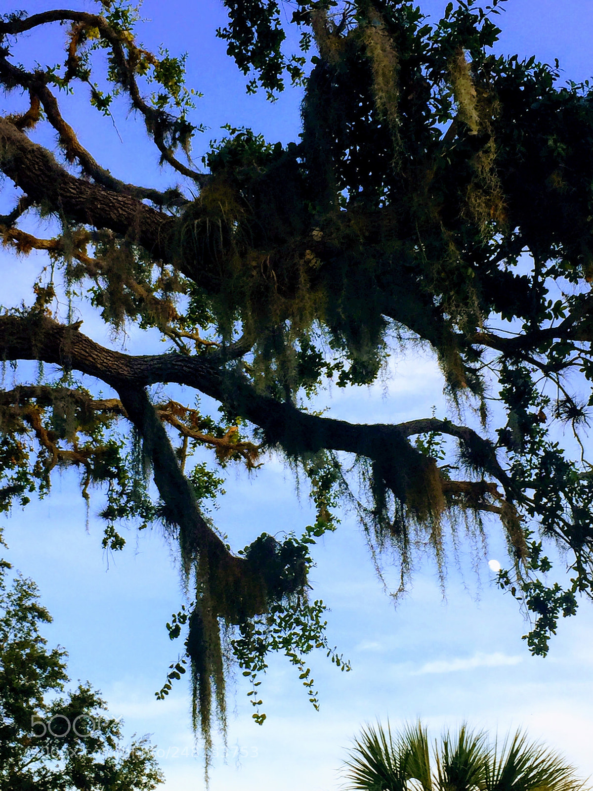 Apple iPhone 6 sample photo. Spanishmoss4 photography