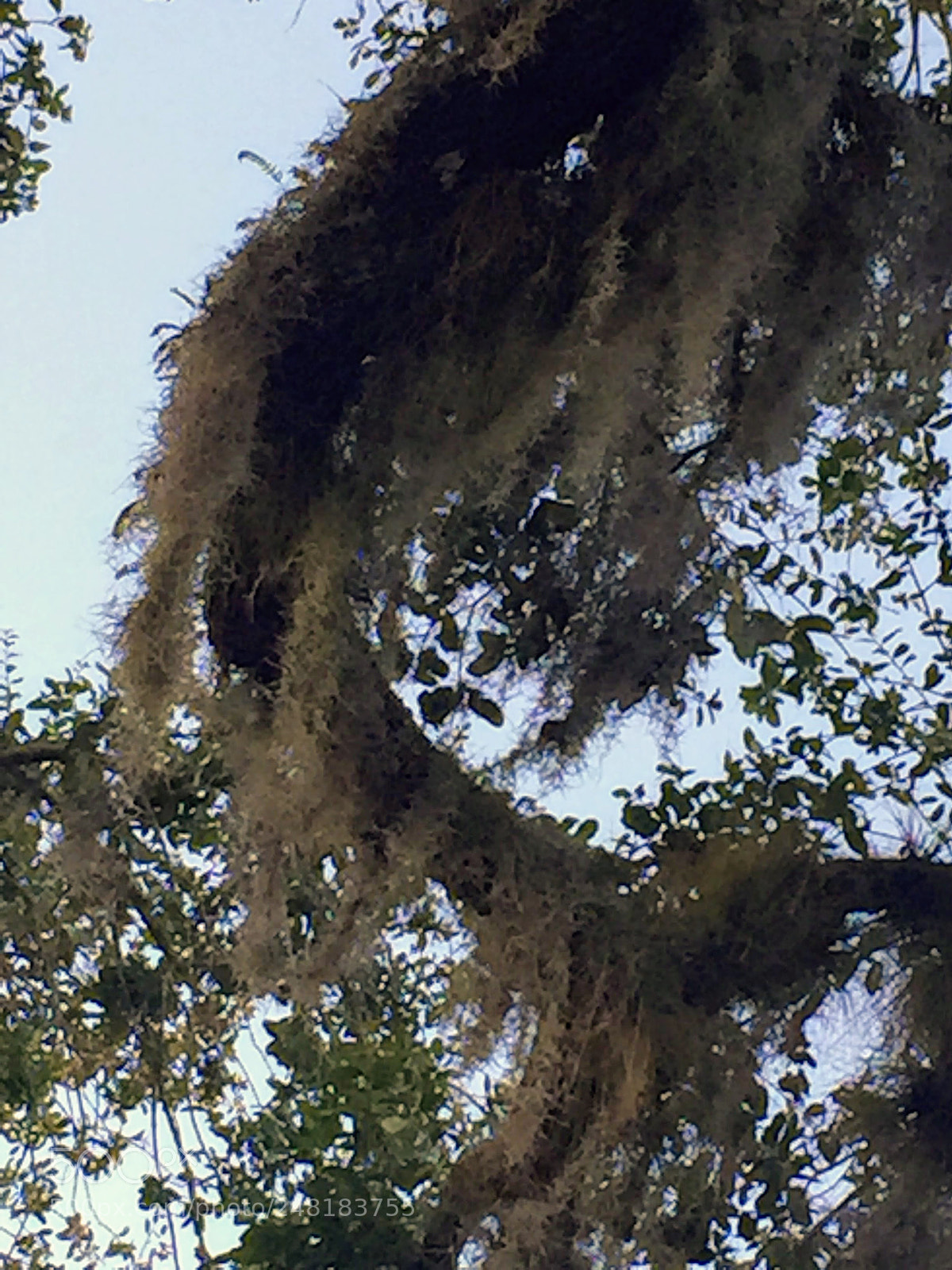 Apple iPhone 6 sample photo. Spanishmoss5 photography