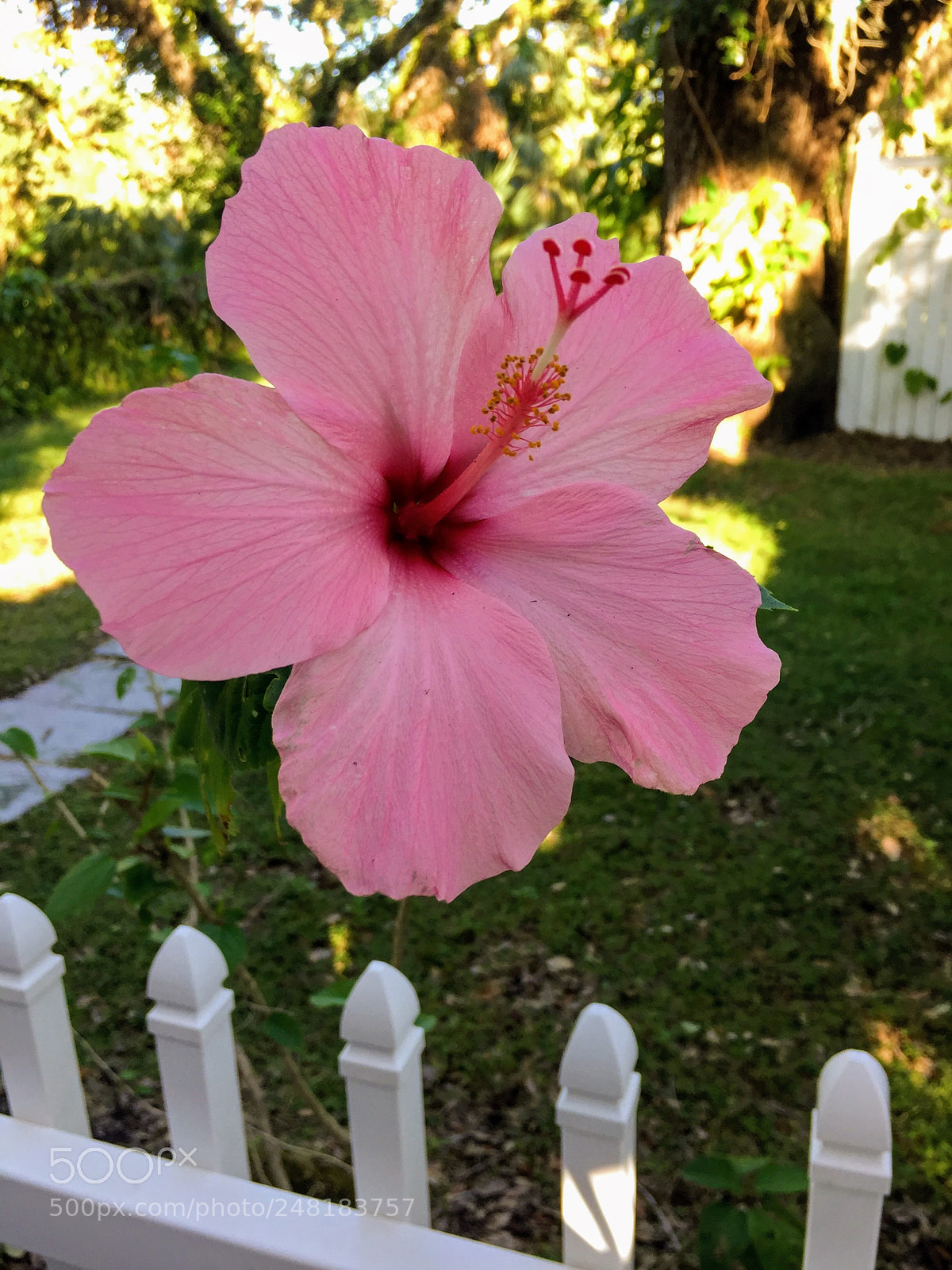 Apple iPhone 6 sample photo. Flower3 photography