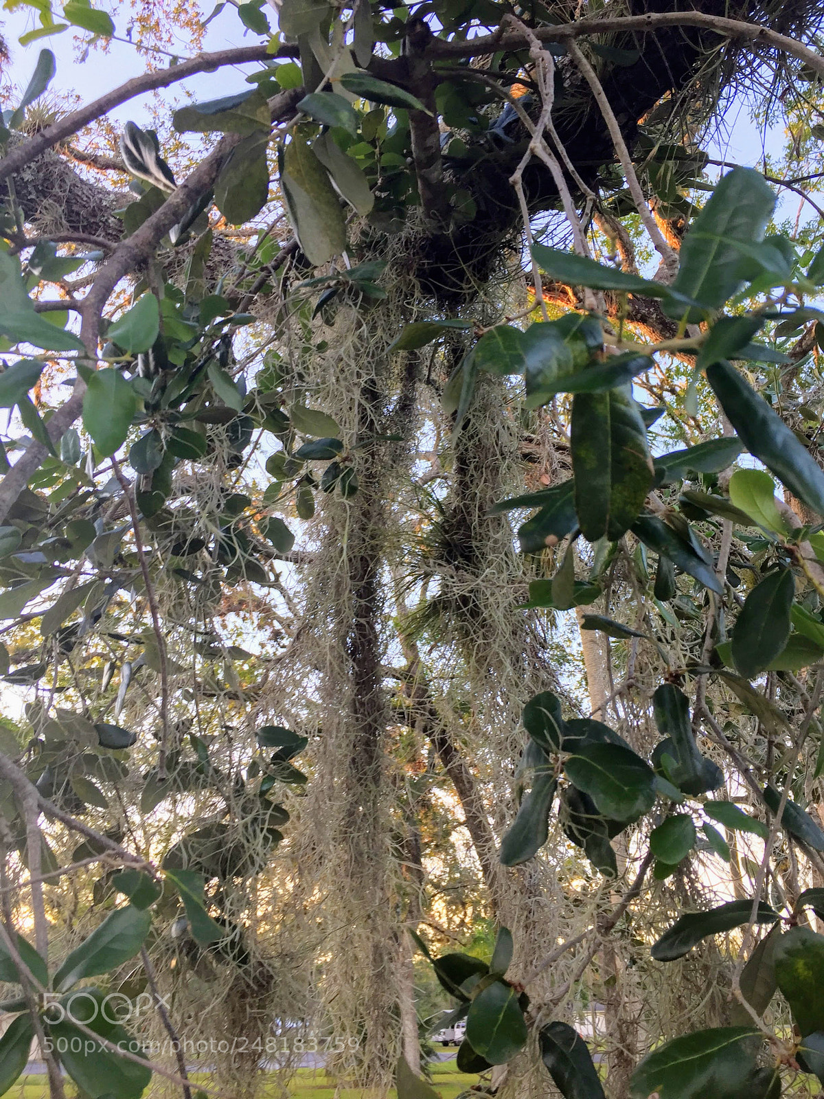 Apple iPhone 6 sample photo. Spanishmoss6 photography