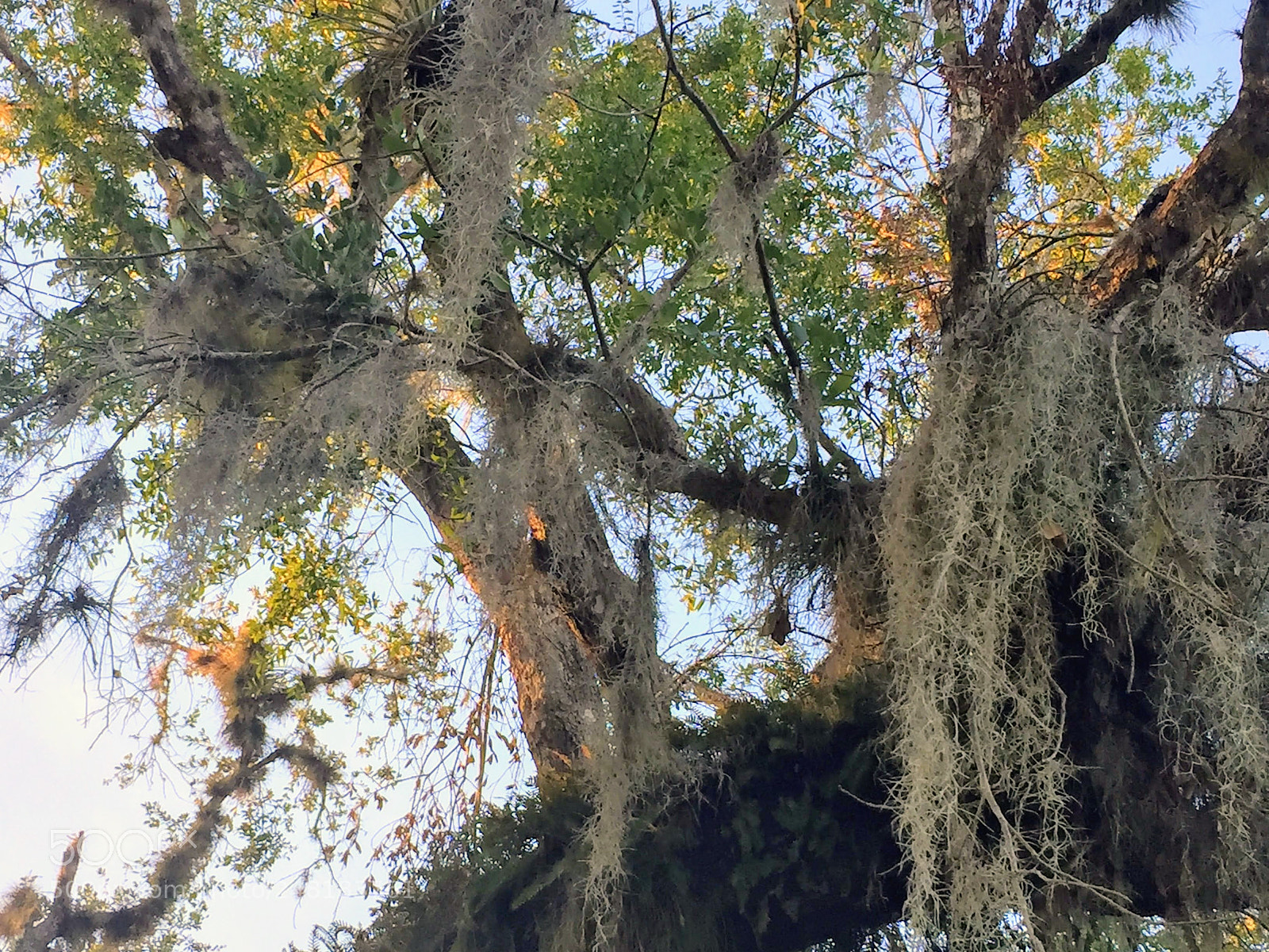 Apple iPhone 6 sample photo. Spanishmoss7 photography