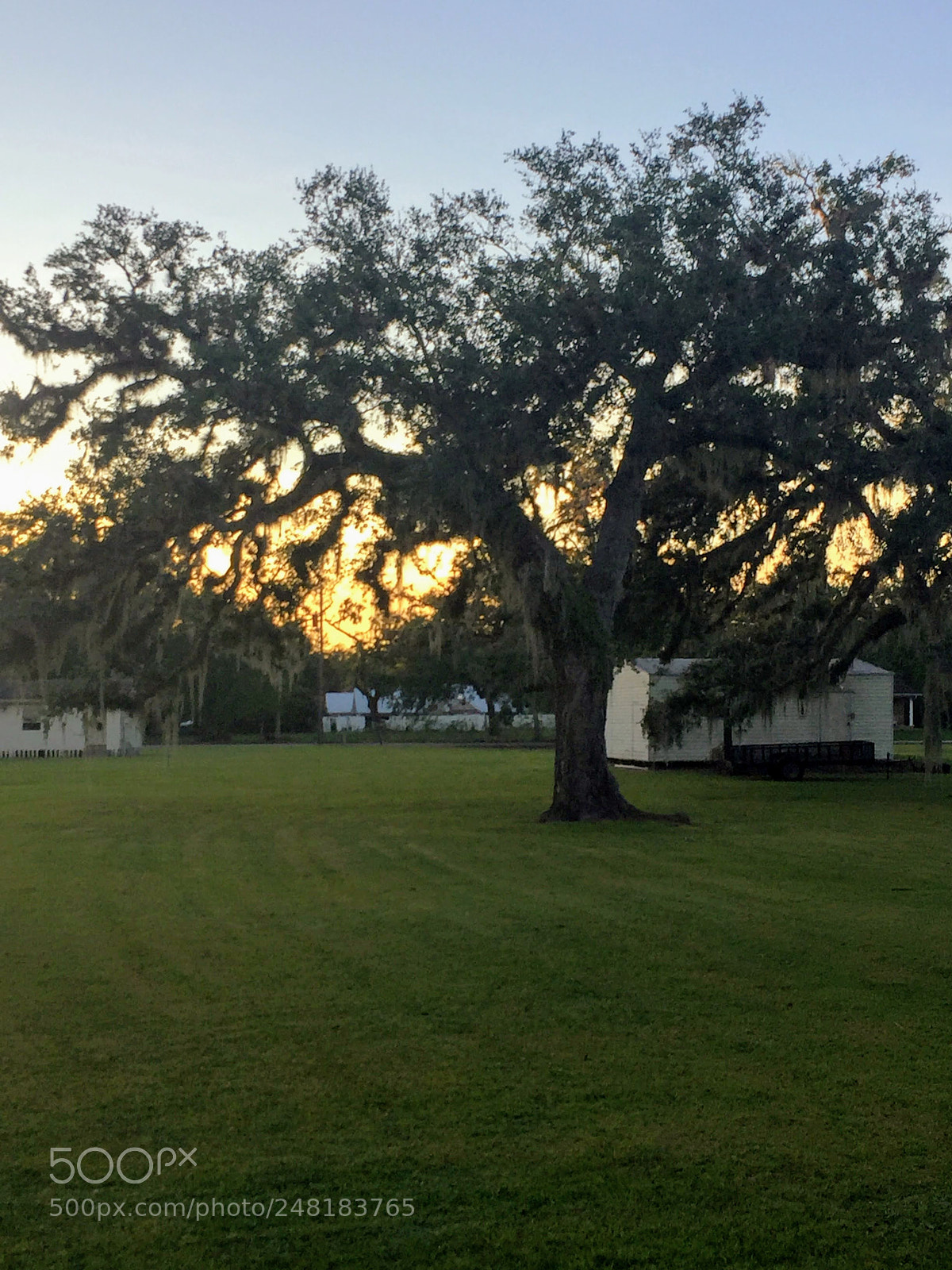 Apple iPhone 6 sample photo. Tree2 photography