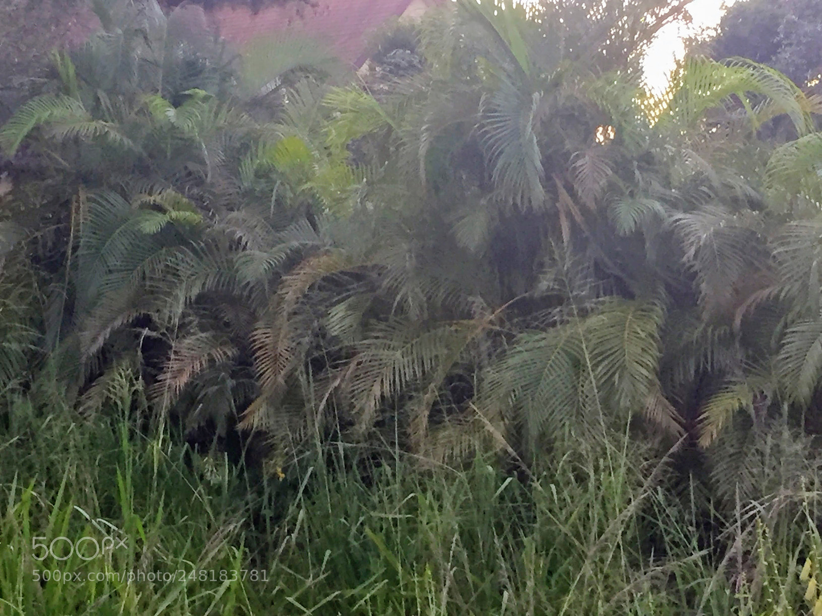 Apple iPhone 6 sample photo. Labelle22 photography