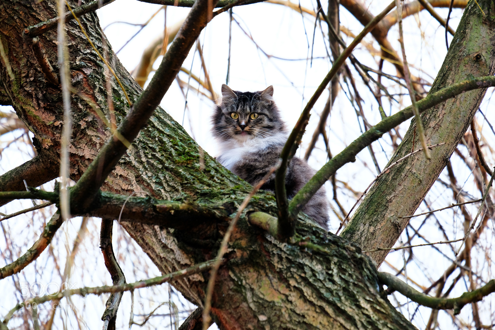 Fujifilm X-T20 sample photo. Huntress on three photography