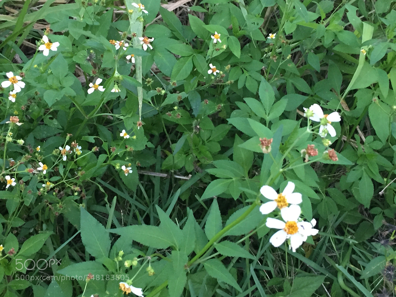 Apple iPhone 6 sample photo. Flowers1 photography