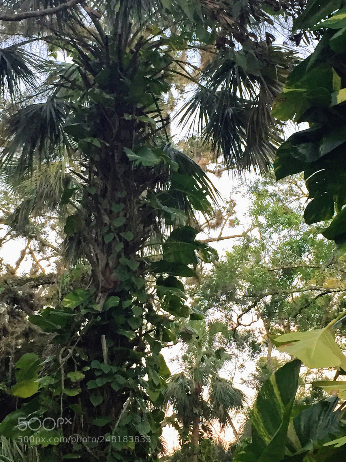 Apple iPhone 6 sample photo. Labelle29 photography