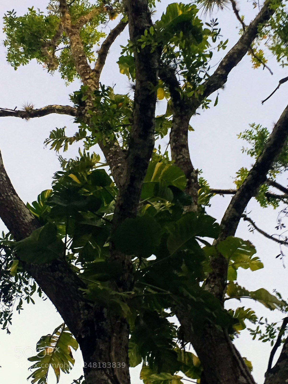 Apple iPhone 6 sample photo. Labelle31 photography