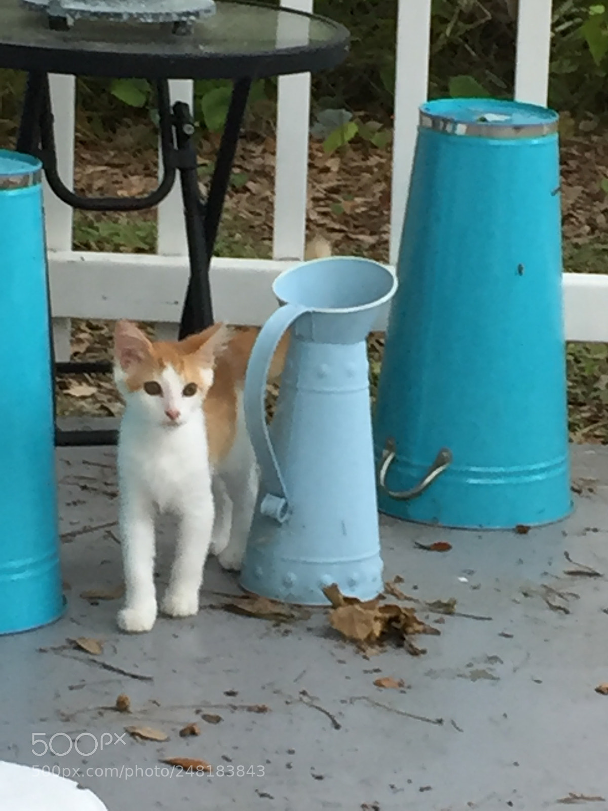 Apple iPhone 6 sample photo. Cat1 photography
