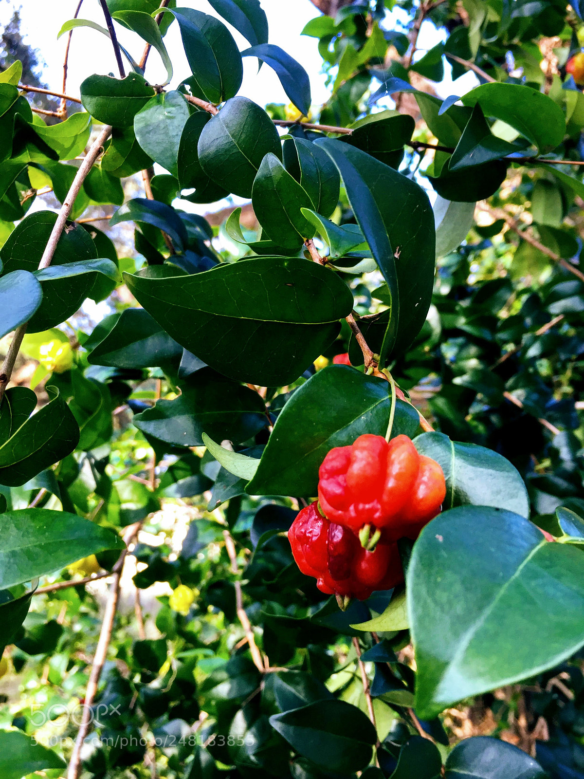 Apple iPhone 6 sample photo. Surinamecherry2 photography