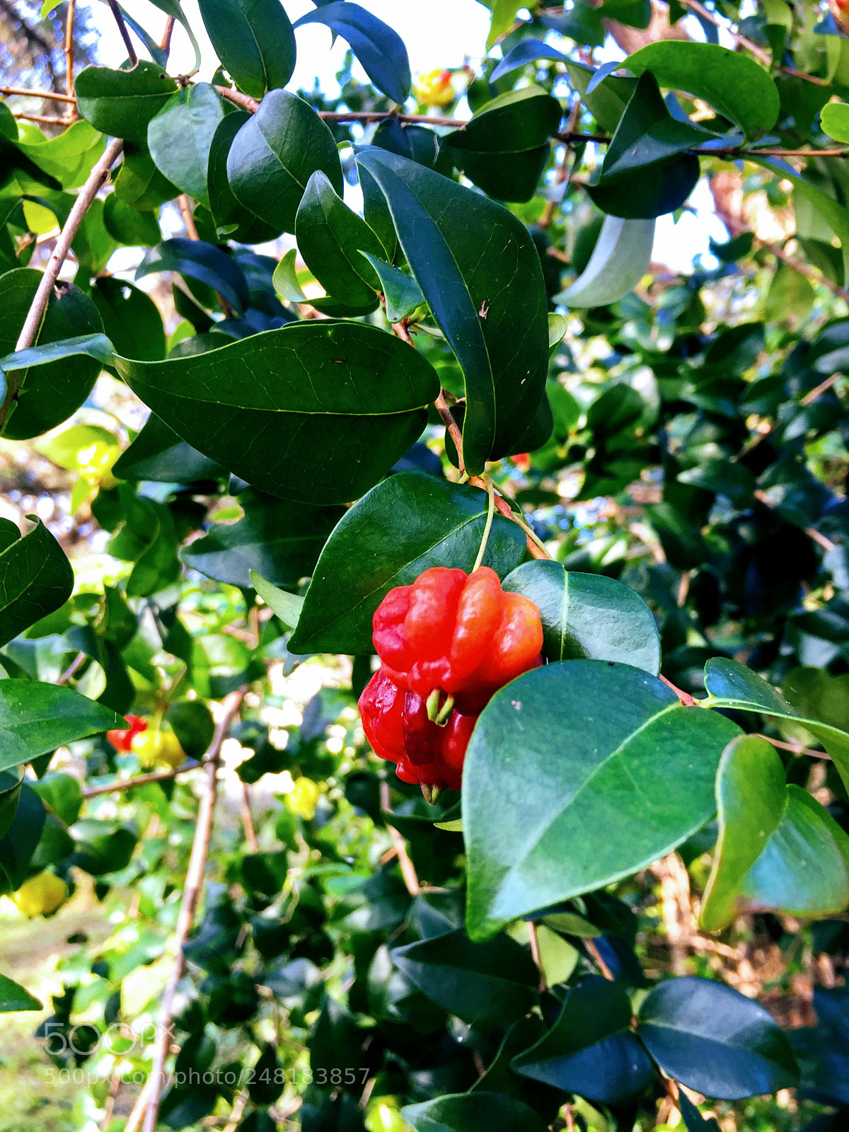 Apple iPhone 6 sample photo. Surinamecherry1 photography