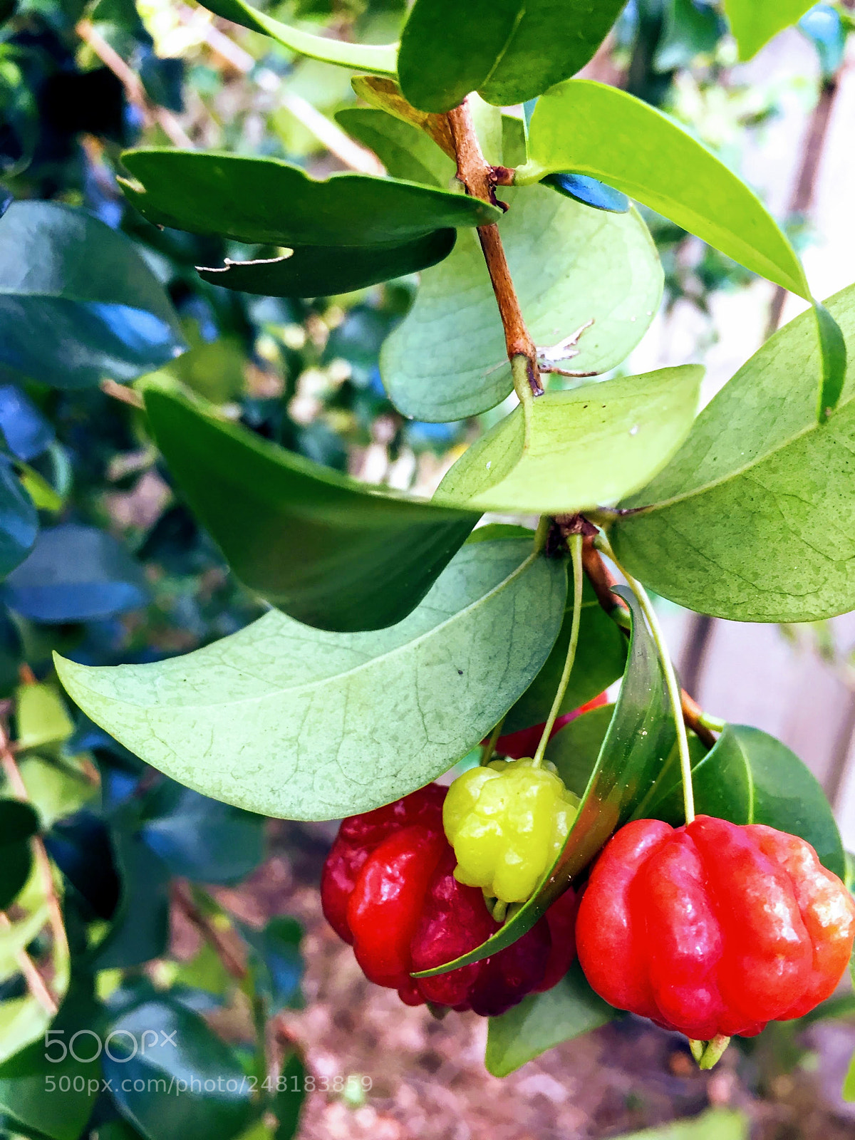 Apple iPhone 6 sample photo. Surinamecherry3 photography