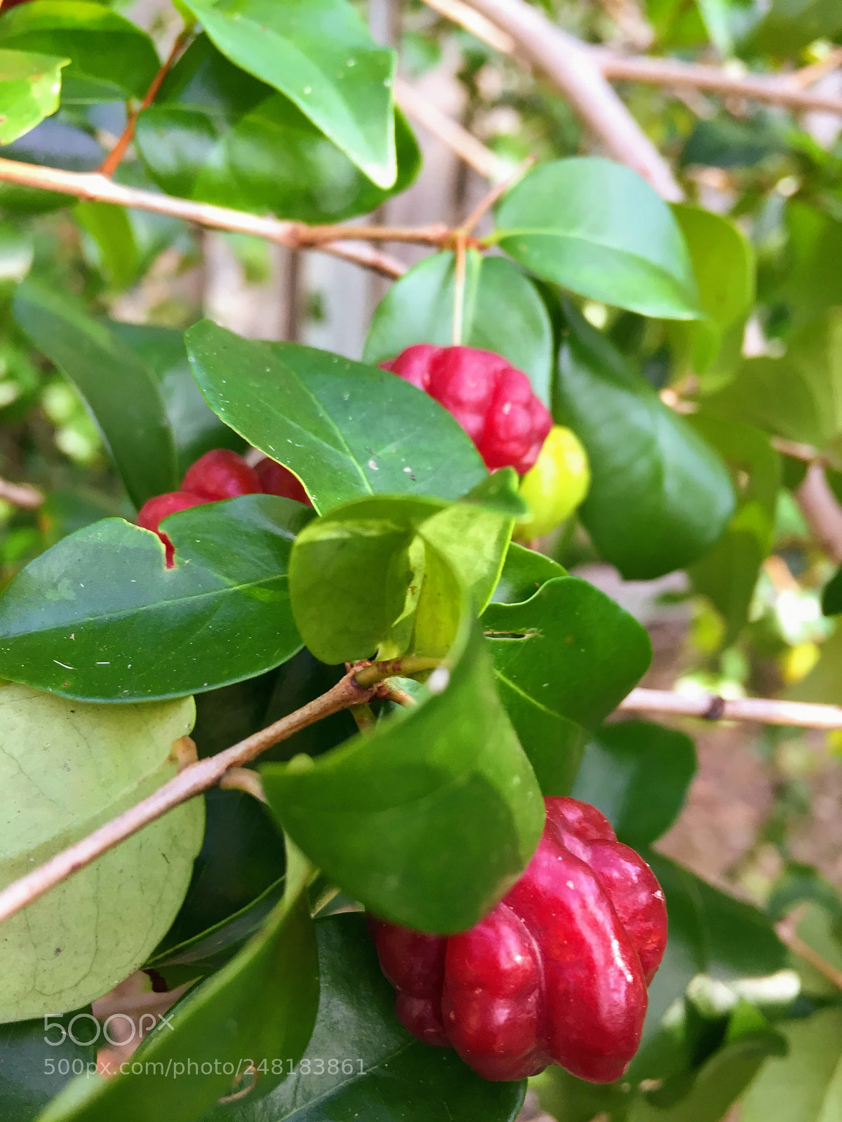 Apple iPhone 6 sample photo. Surinamecherry4 photography