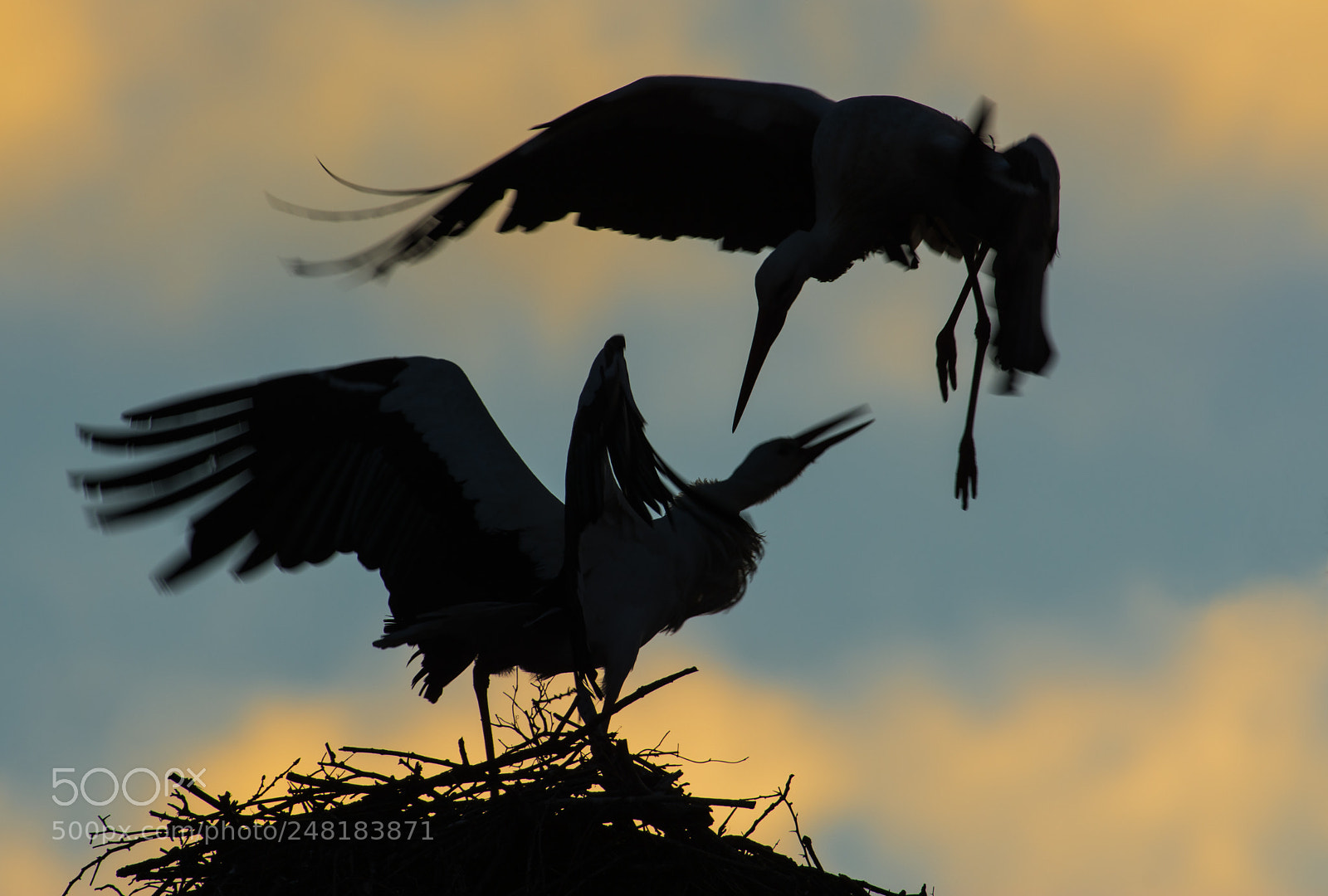 Nikon D7100 sample photo. White storks backlight photography