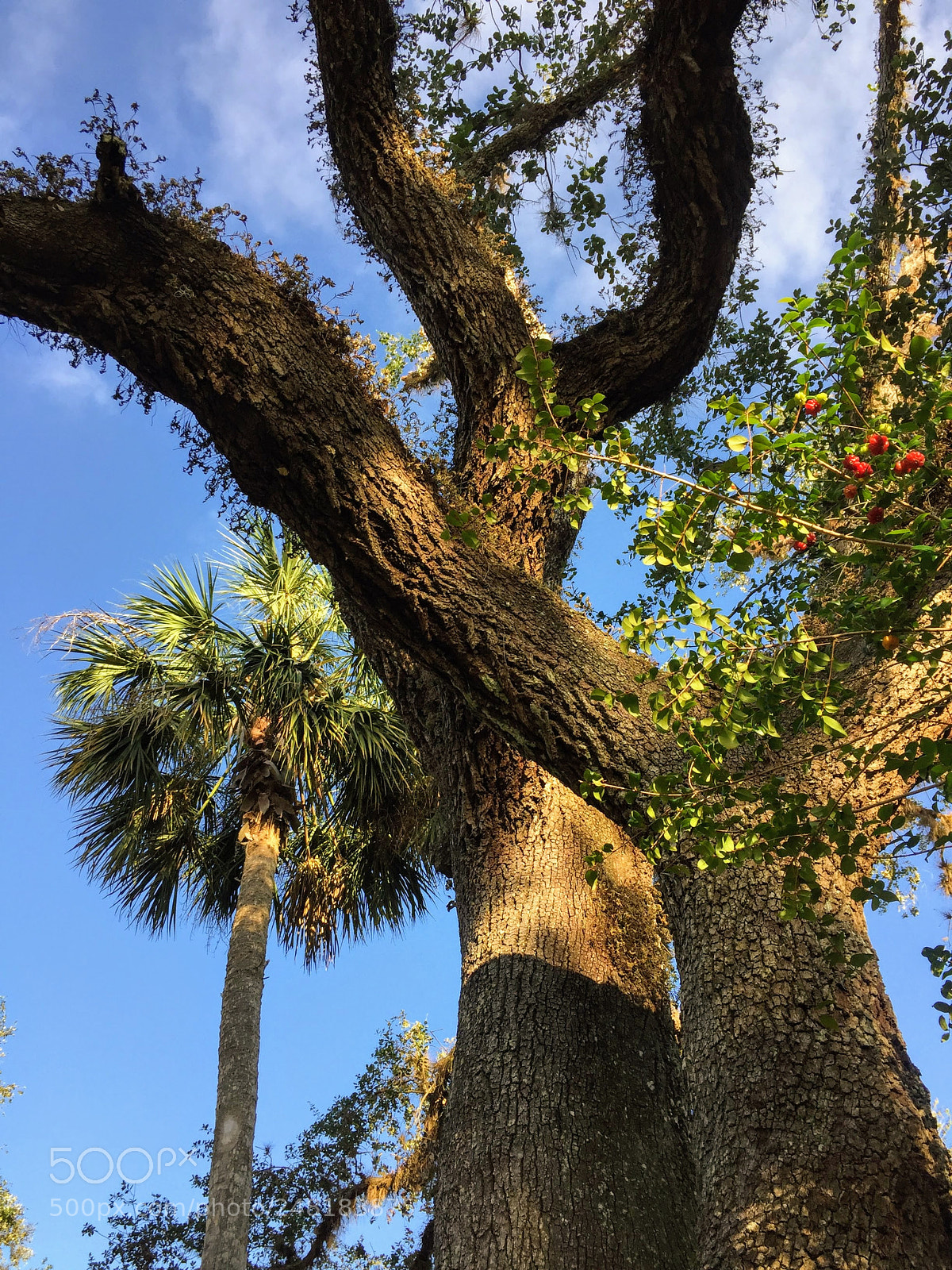 Apple iPhone 6 sample photo. Tree3 photography