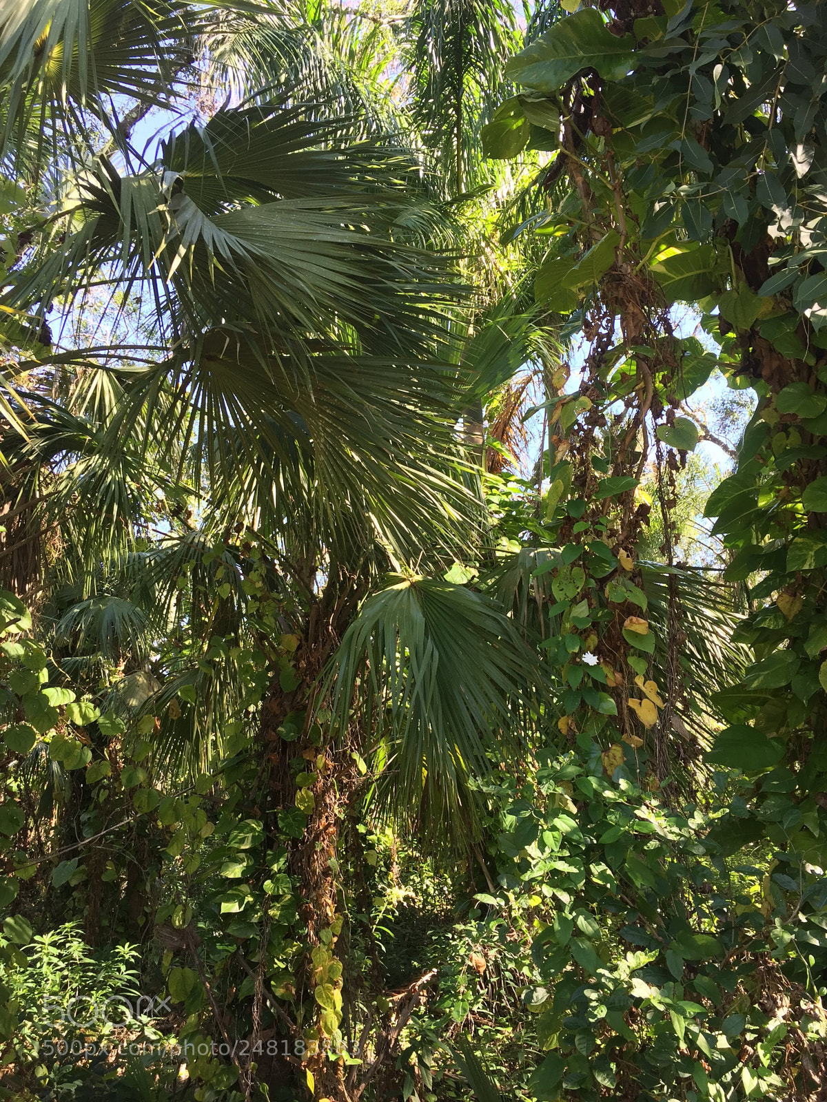 Apple iPhone 6 sample photo. Labelle36 photography
