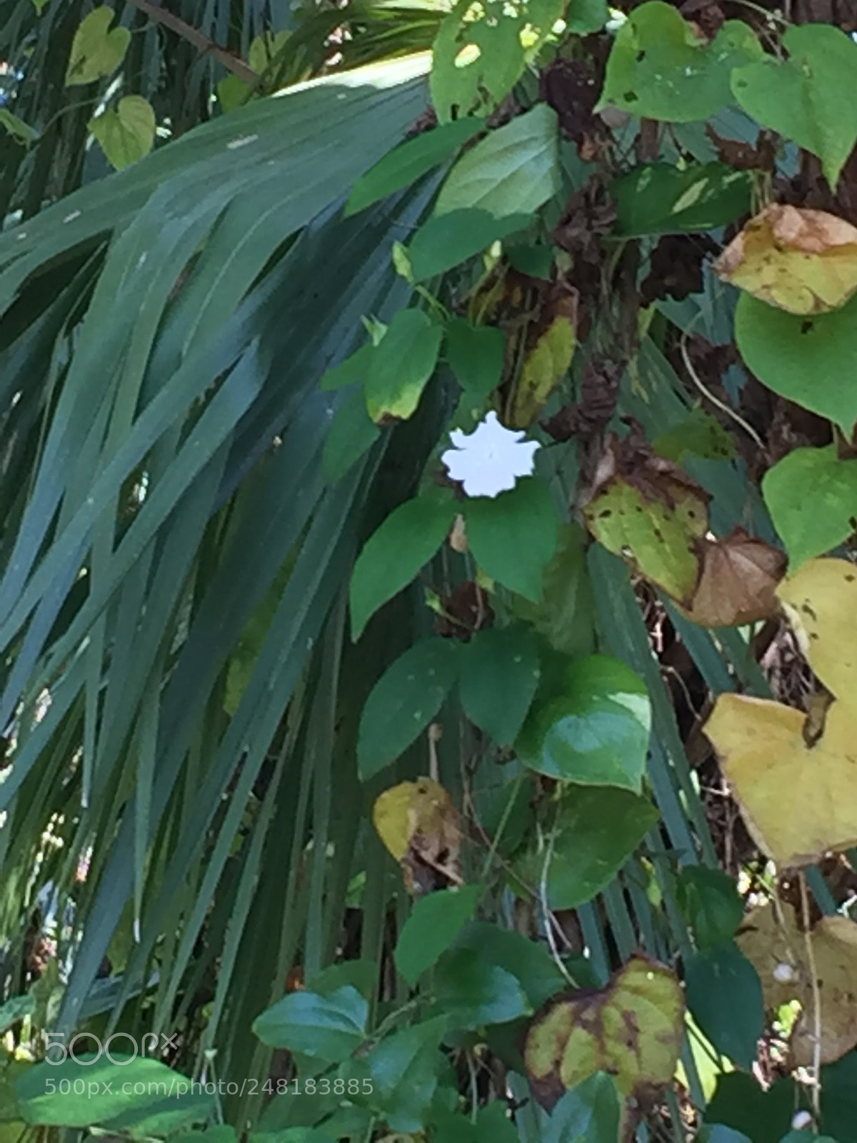 Apple iPhone 6 sample photo. Labelle35 photography
