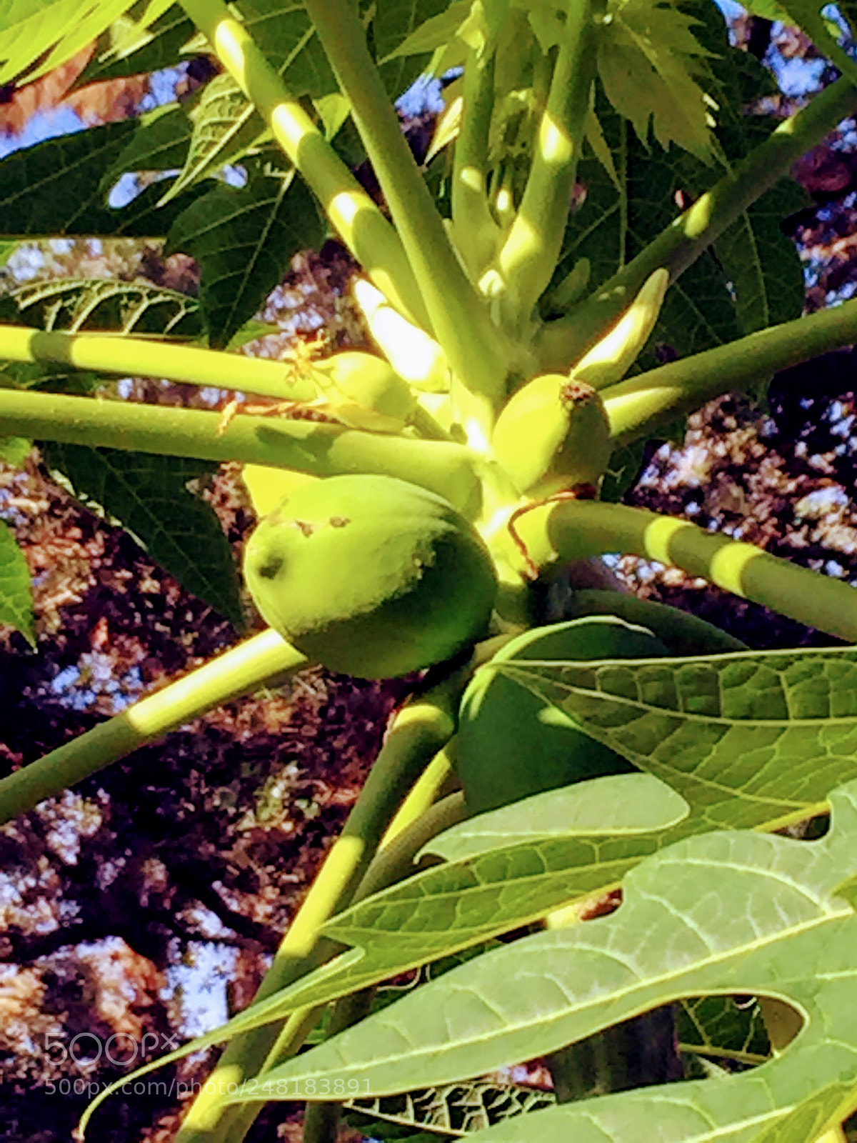 Apple iPhone 6 sample photo. Papaya2 photography