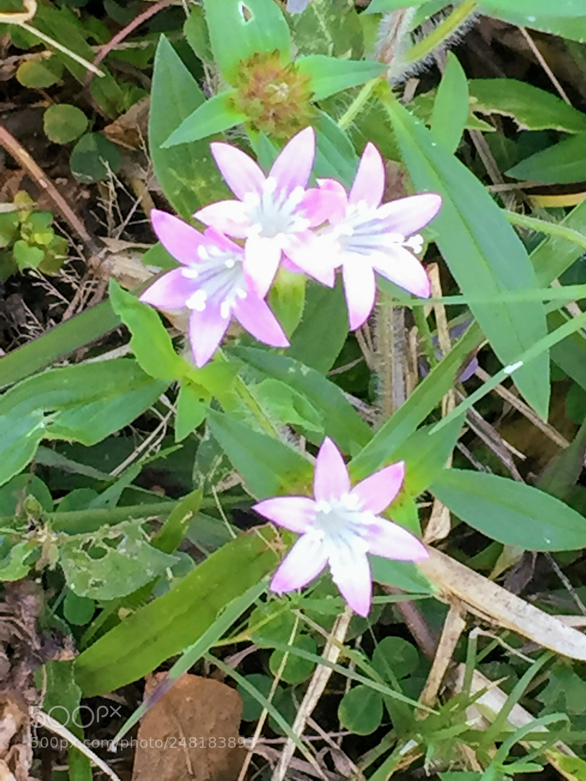 Apple iPhone 6 sample photo. Flowers2 photography