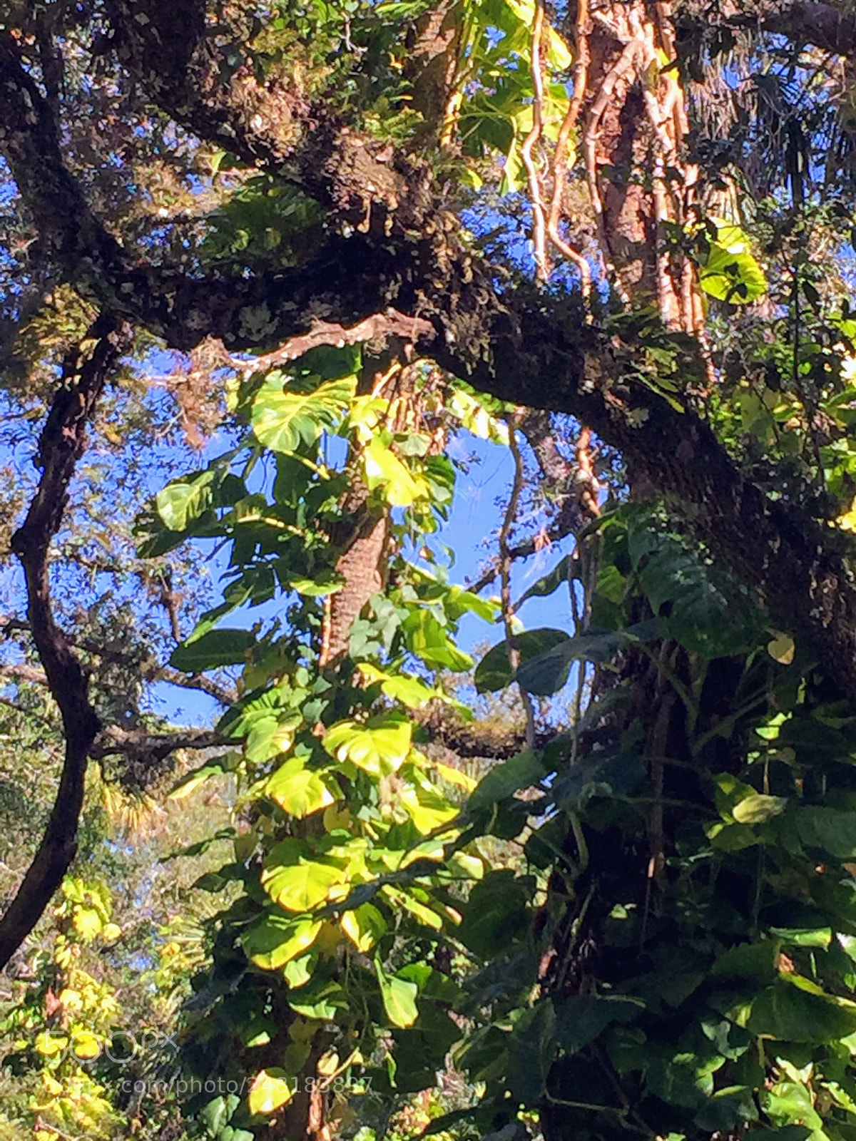 Apple iPhone 6 sample photo. Labelle39 photography