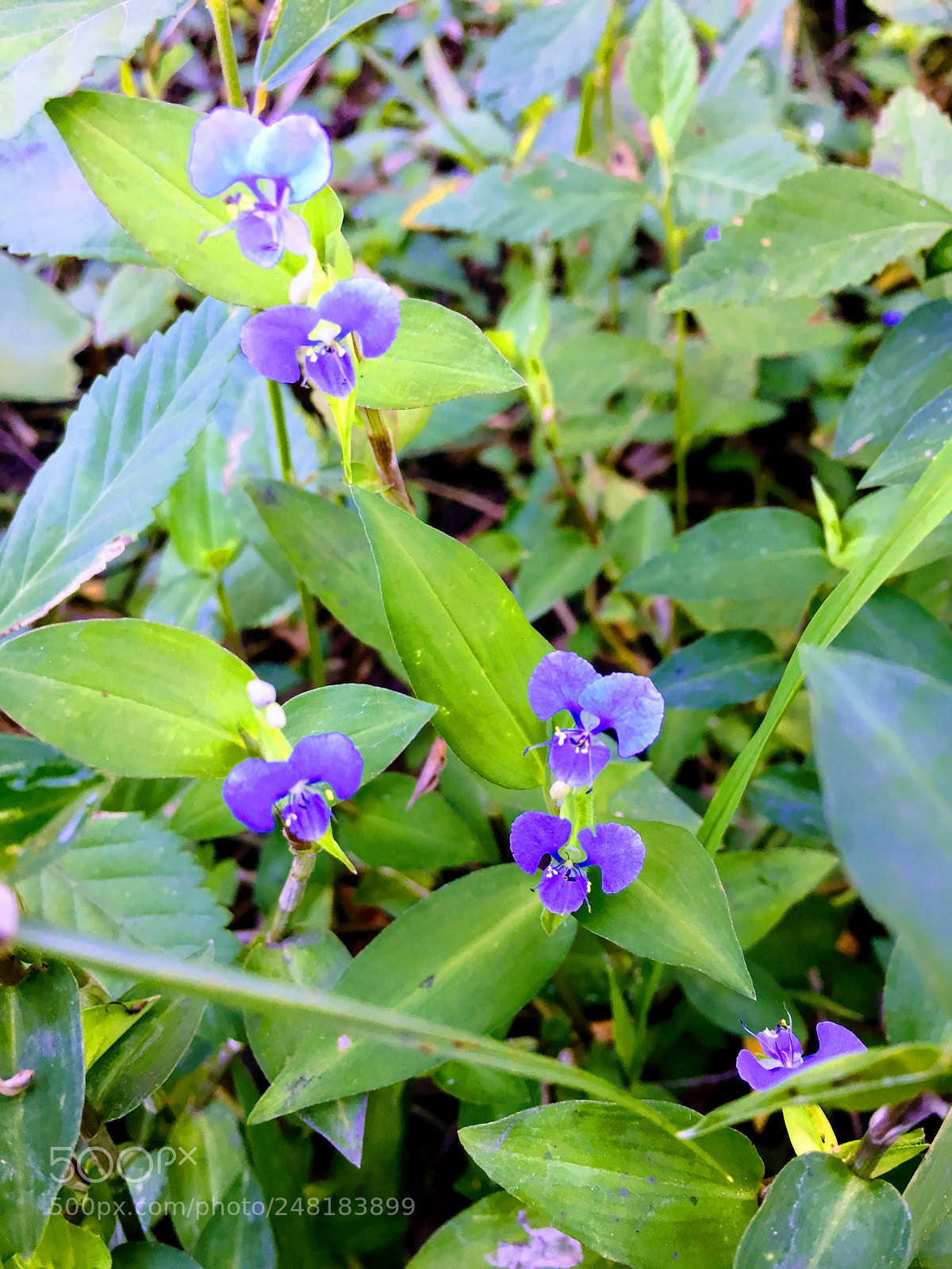 Apple iPhone 6 sample photo. Flowers3 photography