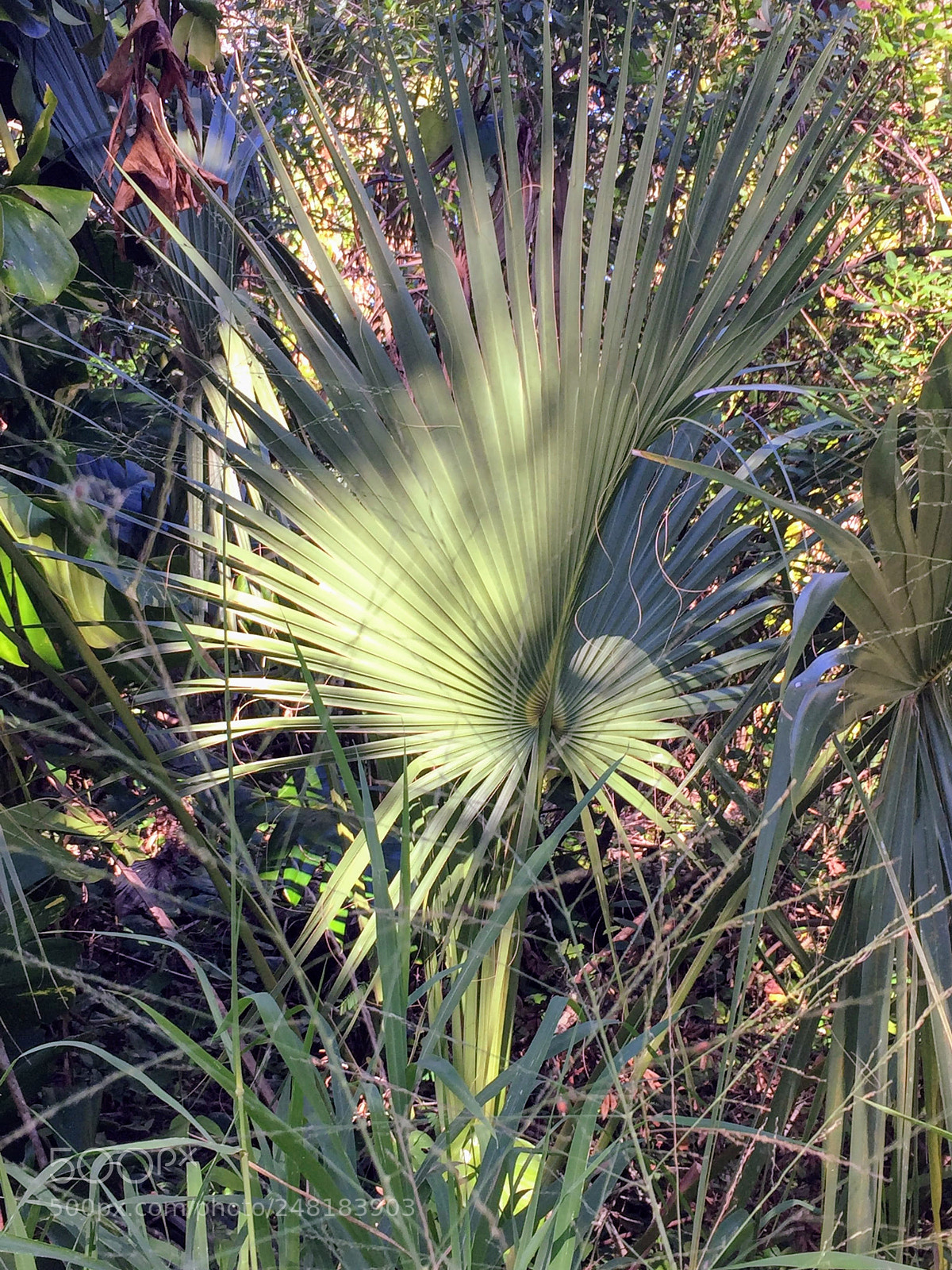 Apple iPhone 6 sample photo. Labelle40 photography