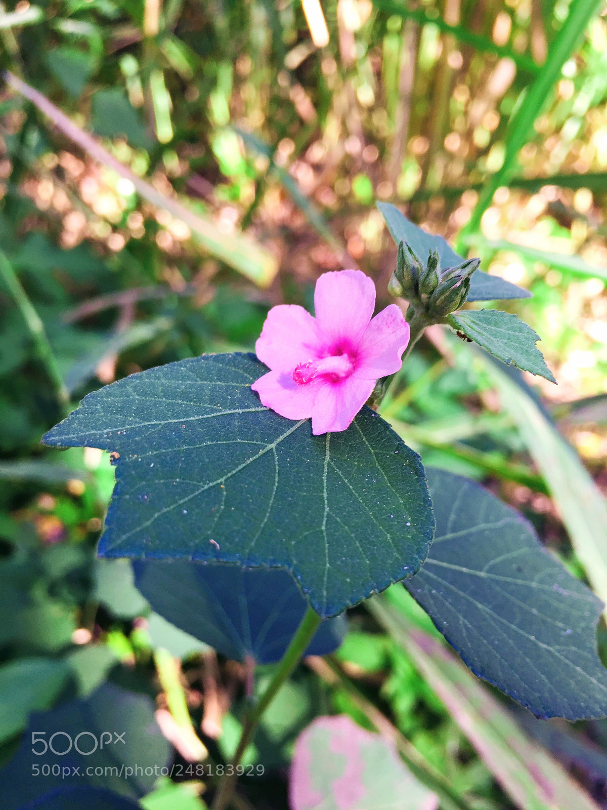 Apple iPhone 6 sample photo. Flowers4 photography
