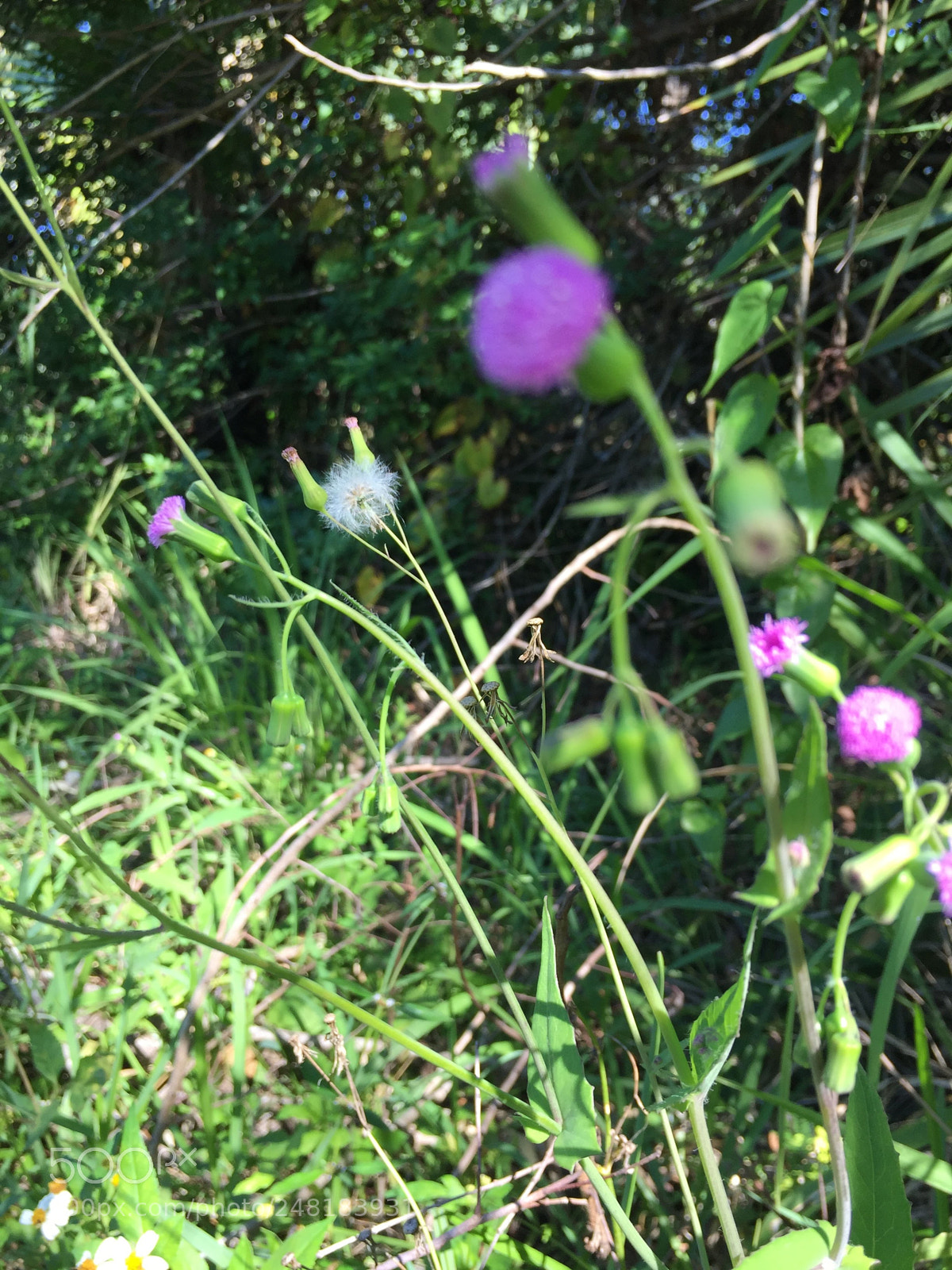 Apple iPhone 6 sample photo. Flowers5 photography