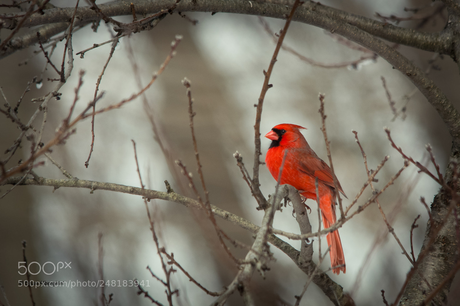 Nikon D7100 sample photo. Posing cardinal photography