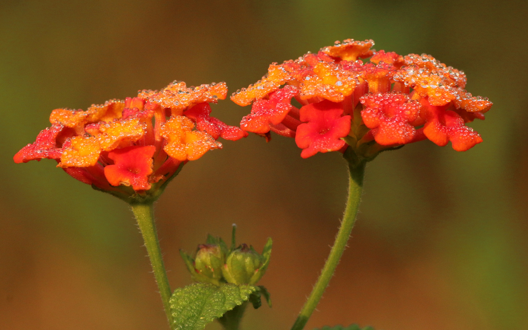 Canon EF 70-300 F4-5.6 IS II USM sample photo. Wild flowers photography