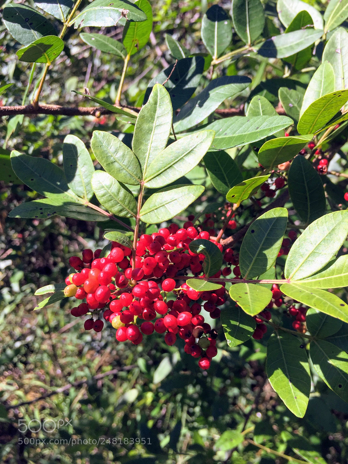 Apple iPhone 6 sample photo. Flowers6 photography