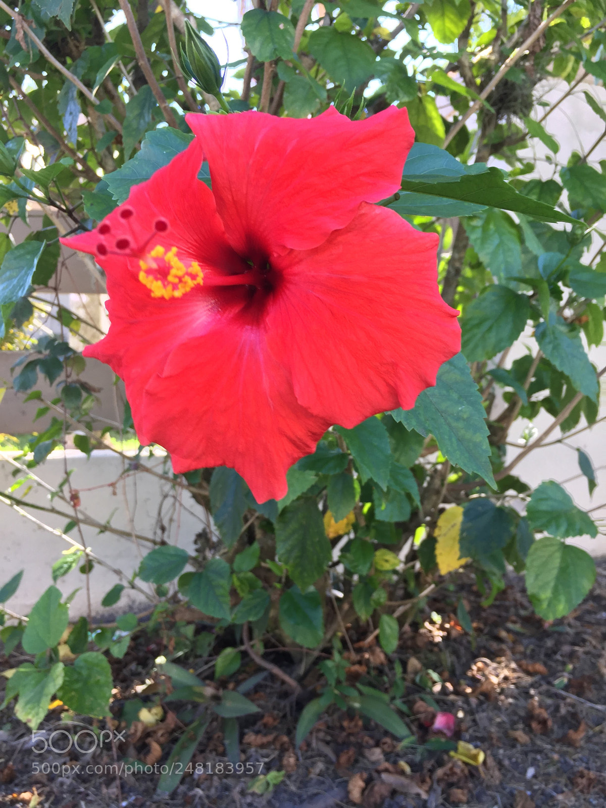 Apple iPhone 6 sample photo. Flowers8 photography