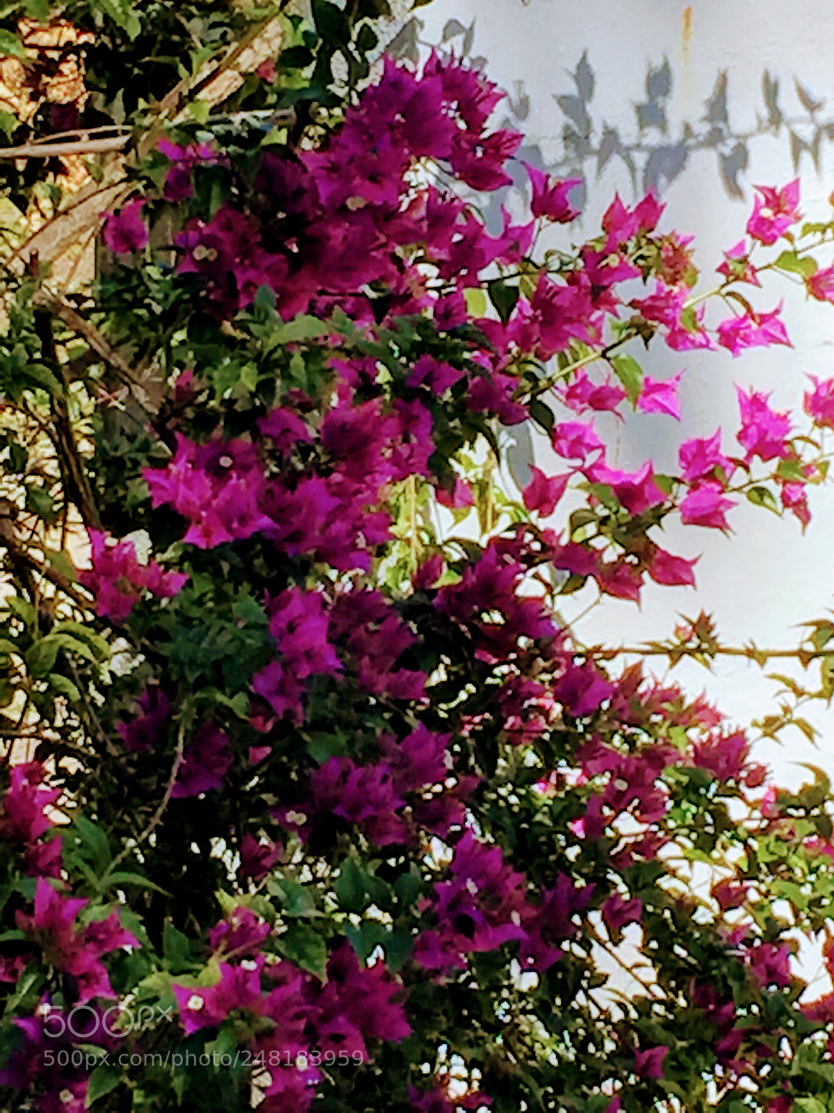 Apple iPhone 6 sample photo. Flowers7 photography