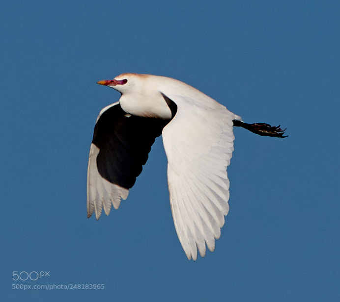 Canon EOS-1D X Mark II sample photo. 03-04-18-0006126.jpg photography