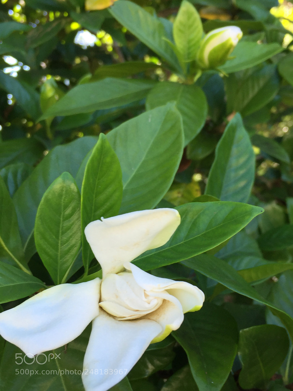 Apple iPhone 6 sample photo. Flowers9 photography