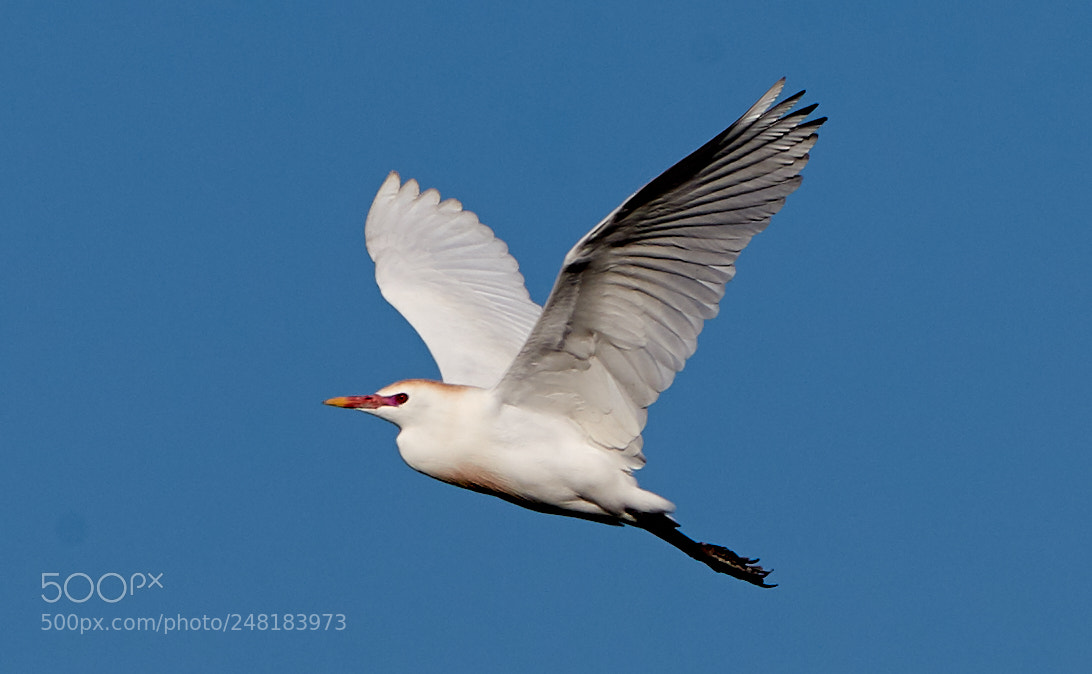 Canon EOS-1D X Mark II sample photo. 03-04-18-0006125.jpg photography