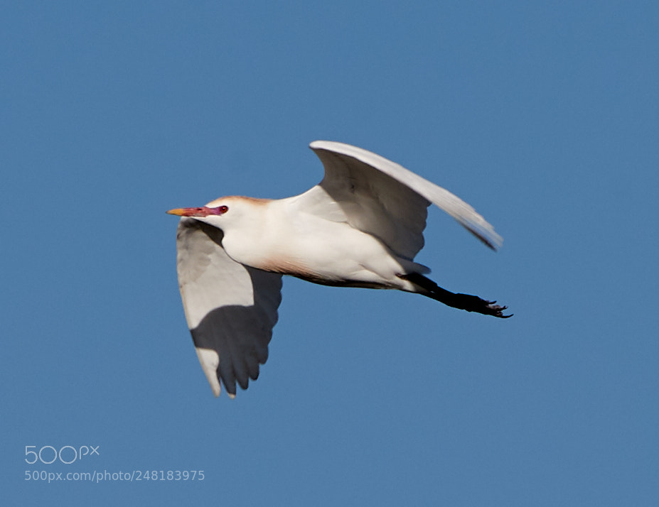 Canon EOS-1D X Mark II sample photo. 03-04-18-0006124.jpg photography
