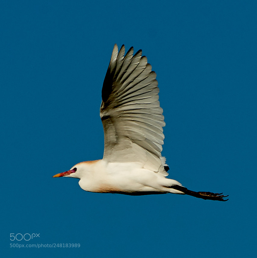 Canon EOS-1D X Mark II sample photo. 03-04-18-0006123.jpg photography