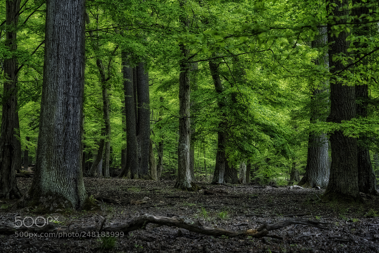 Nikon D810 sample photo. Forest scenes (18) photography