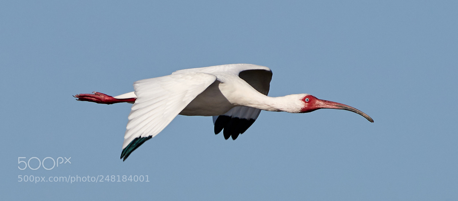 Canon EOS-1D X Mark II sample photo. 03-04-18-0006116.jpg photography