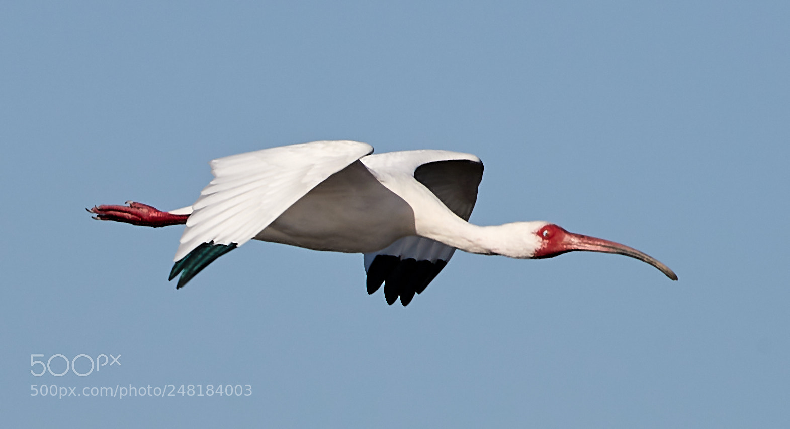 Canon EOS-1D X Mark II sample photo. 03-04-18-0006115.jpg photography
