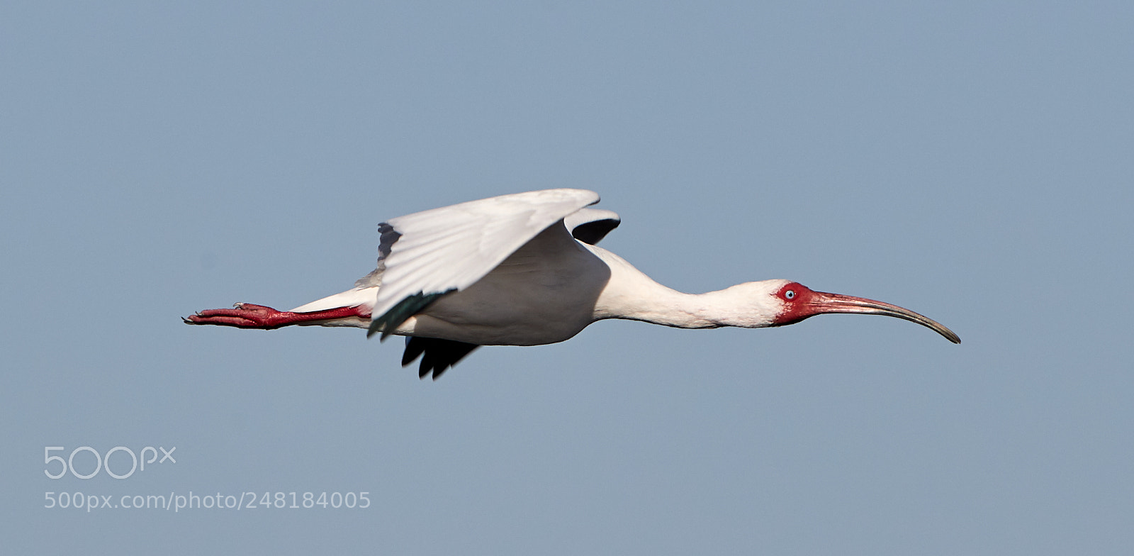 Canon EOS-1D X Mark II sample photo. 03-04-18-0006114.jpg photography