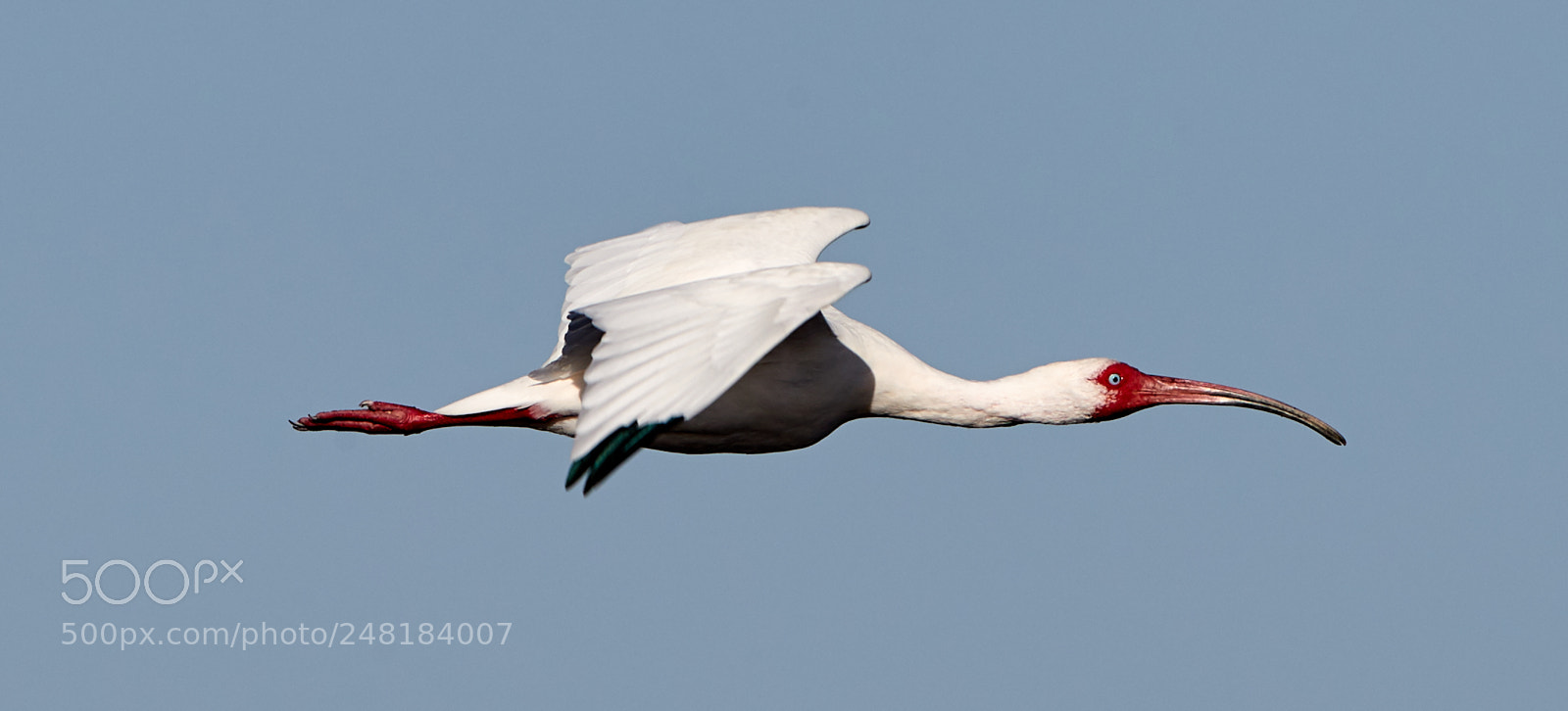 Canon EOS-1D X Mark II sample photo. 03-04-18-0006113.jpg photography