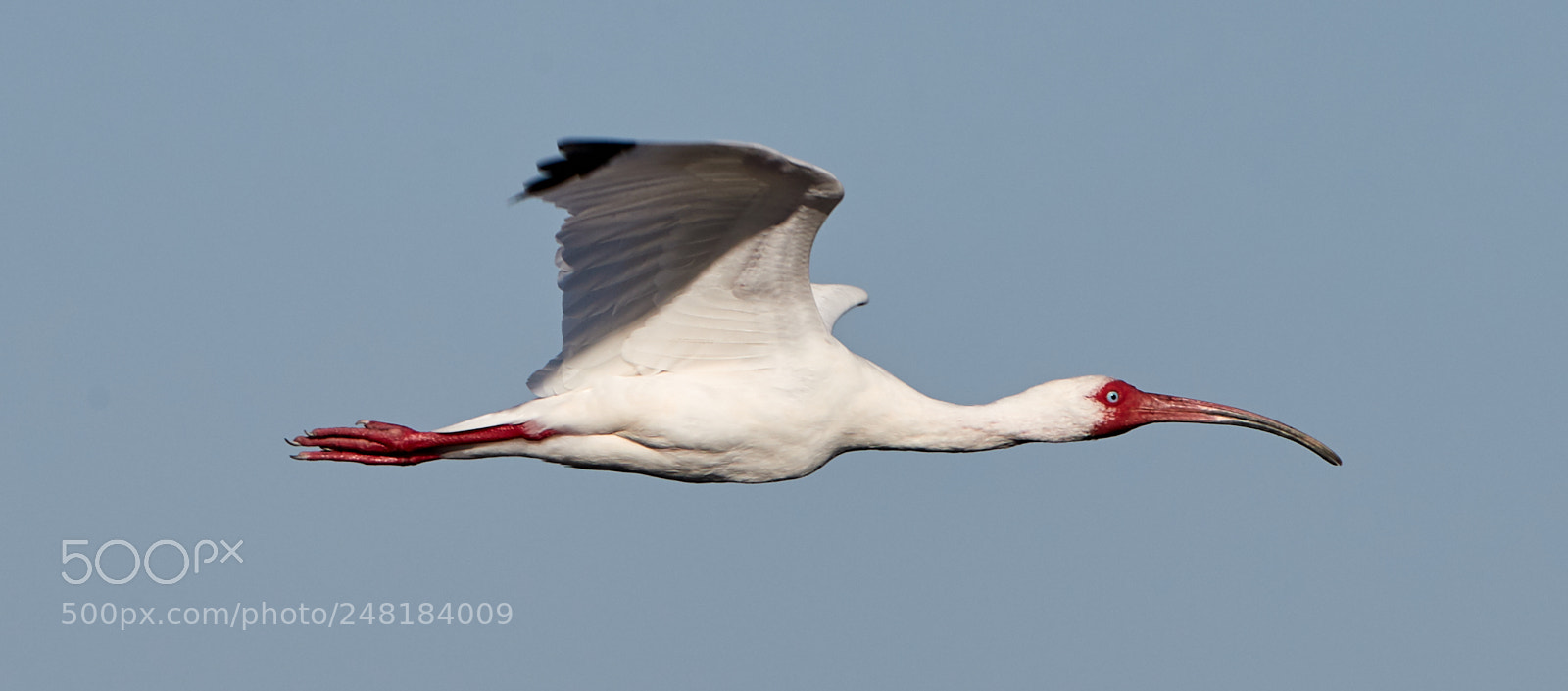 Canon EOS-1D X Mark II sample photo. 03-04-18-0006112.jpg photography